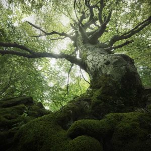 enrico fossati tree photography