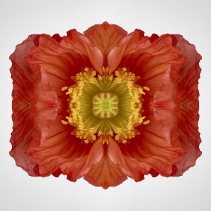 erin derby red poppy flower