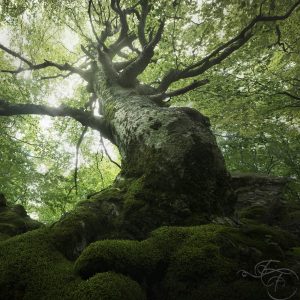 enrico-fossati-tree-photography