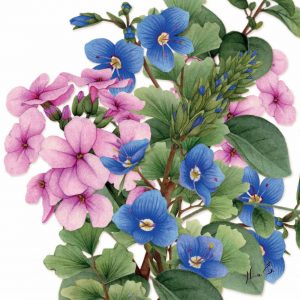 yuma floral watercolors