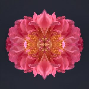 erin derby peony photography
