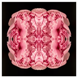 erin derby peony floral photography